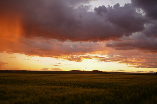 Wheat or barley field under storm cloud. At sunset, the color of the clouds is orange and dark blue. Beautiful landscape. © Varga_photography