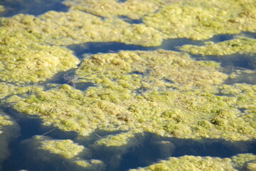 Grünlich-gelbe  Algen, Algenteppich in einem Gewässer