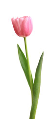 Pink tulip isolated on white background