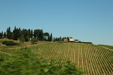 Fototapeta na wymiar vineyard in Tuscany in Italy