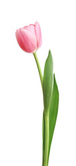 Pink tulip isolated on white background