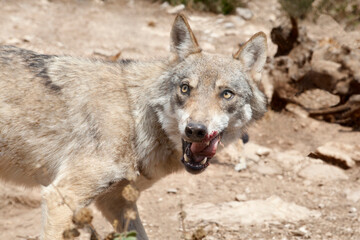 Fototapeta premium Lobo ibérico 