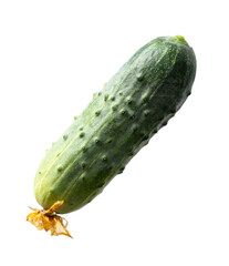 Green fresh cucumber isolated on a white