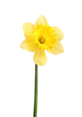 Yellow daffodil isolated on white background