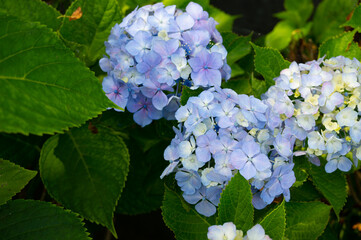 アジサイ