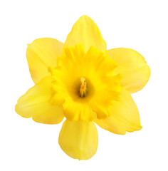 Fototapeta na wymiar Yellow daffodil isolated on white background