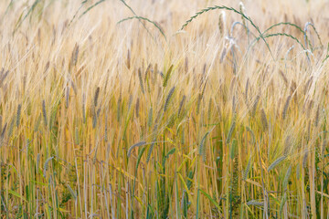 Ripe barley ears, Barley field