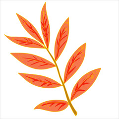 bright autumn leaves vector illustration isolated on white background