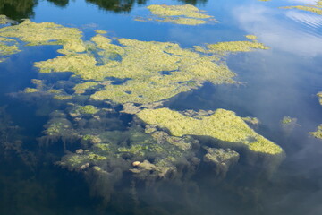 Grünlich-gelbe  Algen, Algenteppich in einem Gewässer