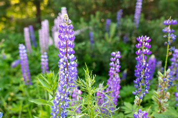 Beautiful purple flower grows in the park.