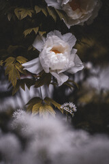 White rose in a garden