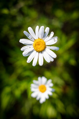 Close up of a white daisy flower.