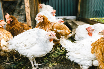 some hens in a small chicken coop