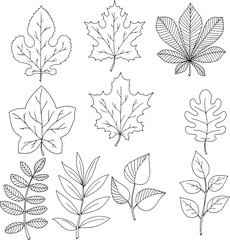 Fototapeta premium different leaves hand-drawn in black lines vector illustration isolated on white background