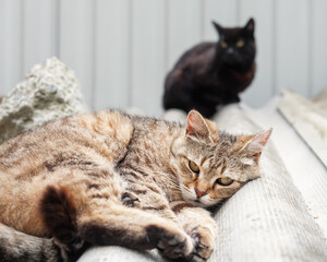 The brown-colored light-colored cat lies. The cat woke up. Black cat in the background. Two shorthair cats.