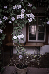 Fototapeta na wymiar Flowers in a garden