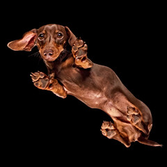 Floating shot of a Dachshund from underneath floating in space