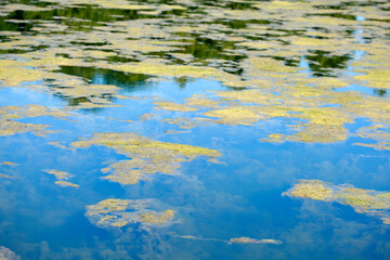 Fototapeta na wymiar Grünlich-gelbe Algen, Algenteppich in einem Gewässer