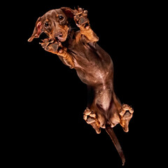 Floating shot of a Dachshund from underneath floating in space