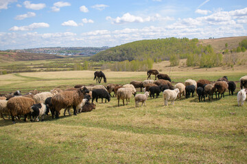 Sheep and horses graze in the meadow. Green grass, forest. Sky with clouds.