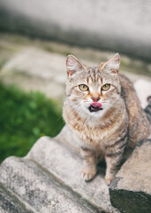 Beautiful funny light brown striped cat. A cat sits on the street and shows tongue.