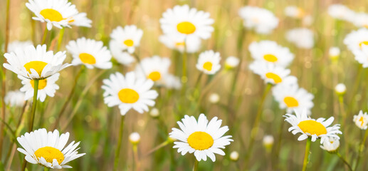 Camomile field in the sun close-up selective focus. horizontal banner