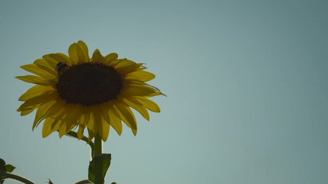 bumblebee on a big sunflower