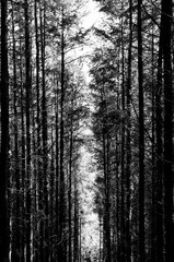 Tall Trees Scenic Path With Sunlight Overgrown