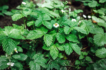 Green strawberry bushes with flowers in the forest. Strawberry bushes during flowering. Green strawberry bushes with flowers in the forest.