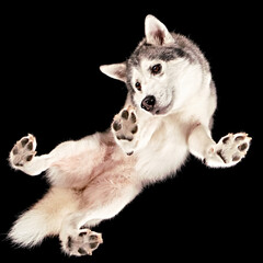 Shot of a Husky floating in space from underneath.