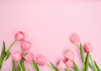 Pink tulips on pink background