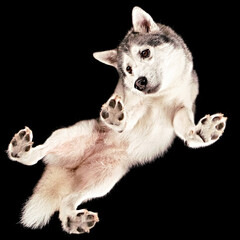 Shot of a Husky floating in space from underneath.