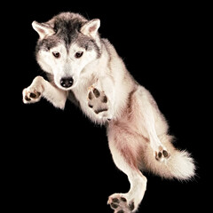 Shot of a Husky floating in space from underneath.
