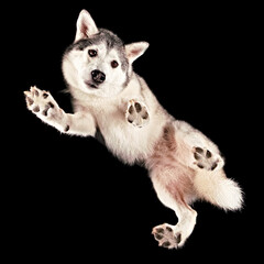 Shot of a Husky floating in space from underneath.