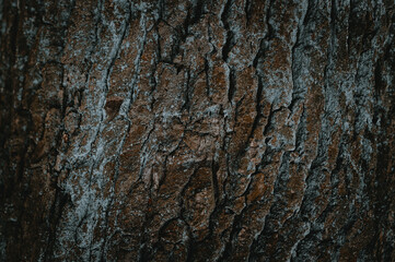 Abstract wood background. Beautiful natural texture of tree bark. Brown background with light blue lines.