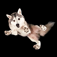 Shot of a Husky floating in space from underneath.
