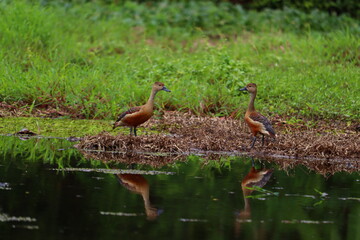 Whistling ducks or tree ducks are a sub family,Dendrocygninae,of the duck,goose and swan family of...