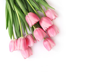 Pink tulips isolated on white background
