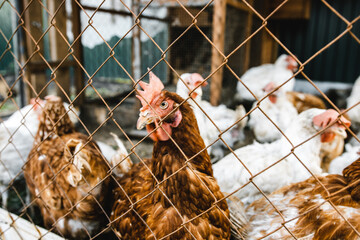some hens in a small chicken coop © Рустем Ахметшин
