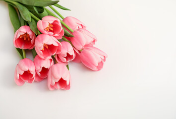 Pink tulips isolated on white background