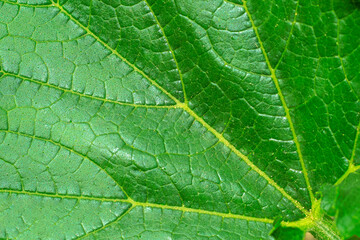 Texture of a green leaf of a plant, detailed, close-up, super macro, blurred