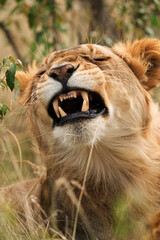 Lion closeup, Masai Mara