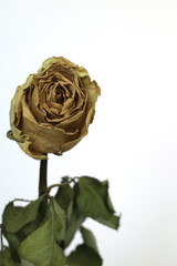 Closeup of a dried yellow rose on a white background