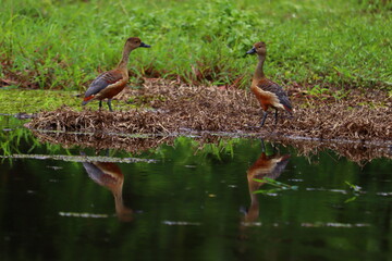 Whistling ducks or tree ducks are a sub family,Dendrocygninae,of the duck,goose and swan family of birds, Anatidae. They are not true ducks. In other taxonomic schemes, they are considered a separate 