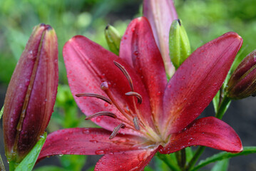 Maroon lilies in flowerbed closeup. Shallow depth of field
