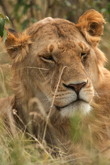 A portrait of a Lion, Masai Mara