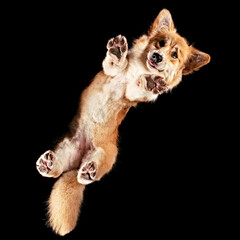 Corgi floating in space shot from underneath