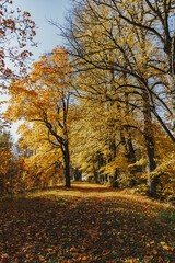 Fototapeta premium Collection of Beautiful Colorful Autumn Leaves green, yellow, orange, red