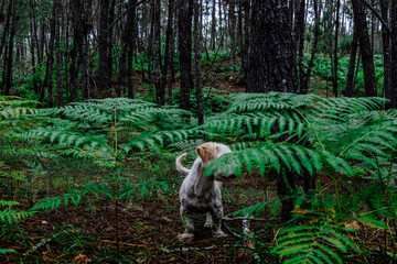 Puddle dog between ferns and a lot of green obscure forest in Portugal