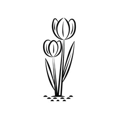 Tulips flowers leaves vector design